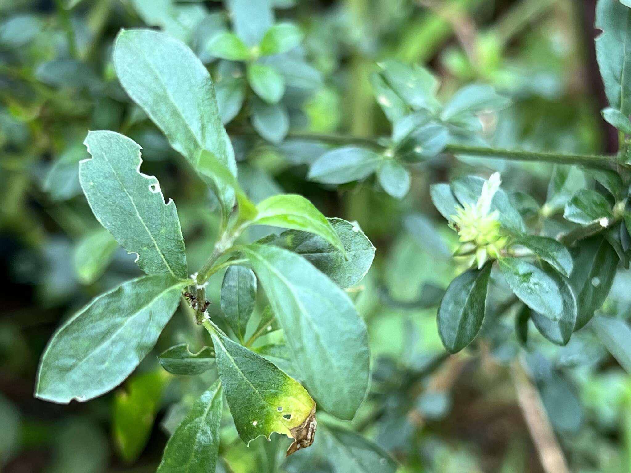 Image of Achyropsis leptostachya (E. Mev. ex Meisn.) Bak.