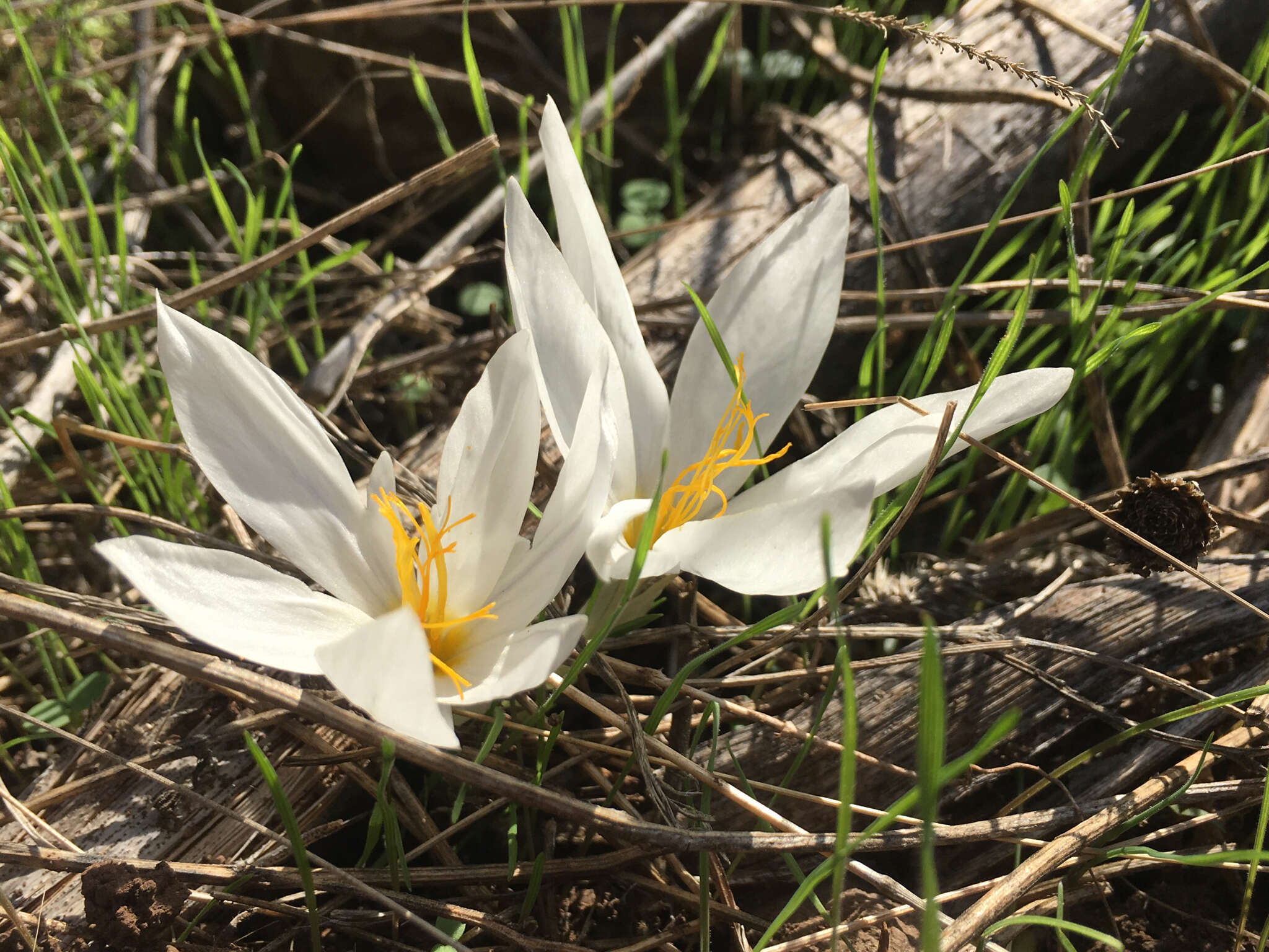 Image of Crocus aleppicus Baker