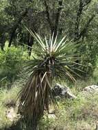 Image of Schott's yucca