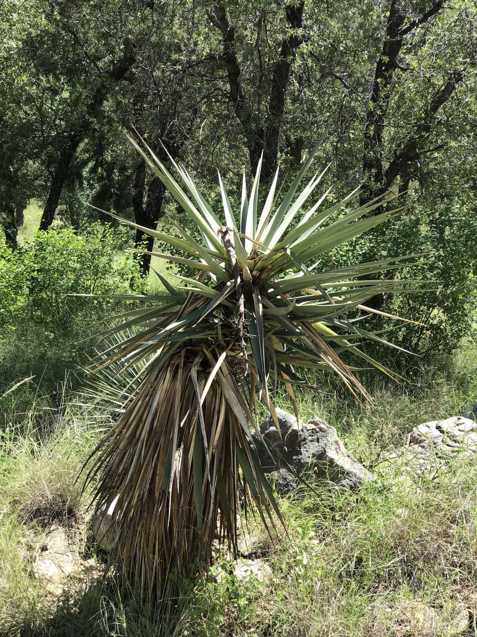 Image of Schott's yucca