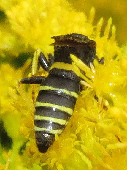 Philanthus solivagus Say 1837的圖片