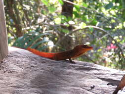 Image of Dominica Anole