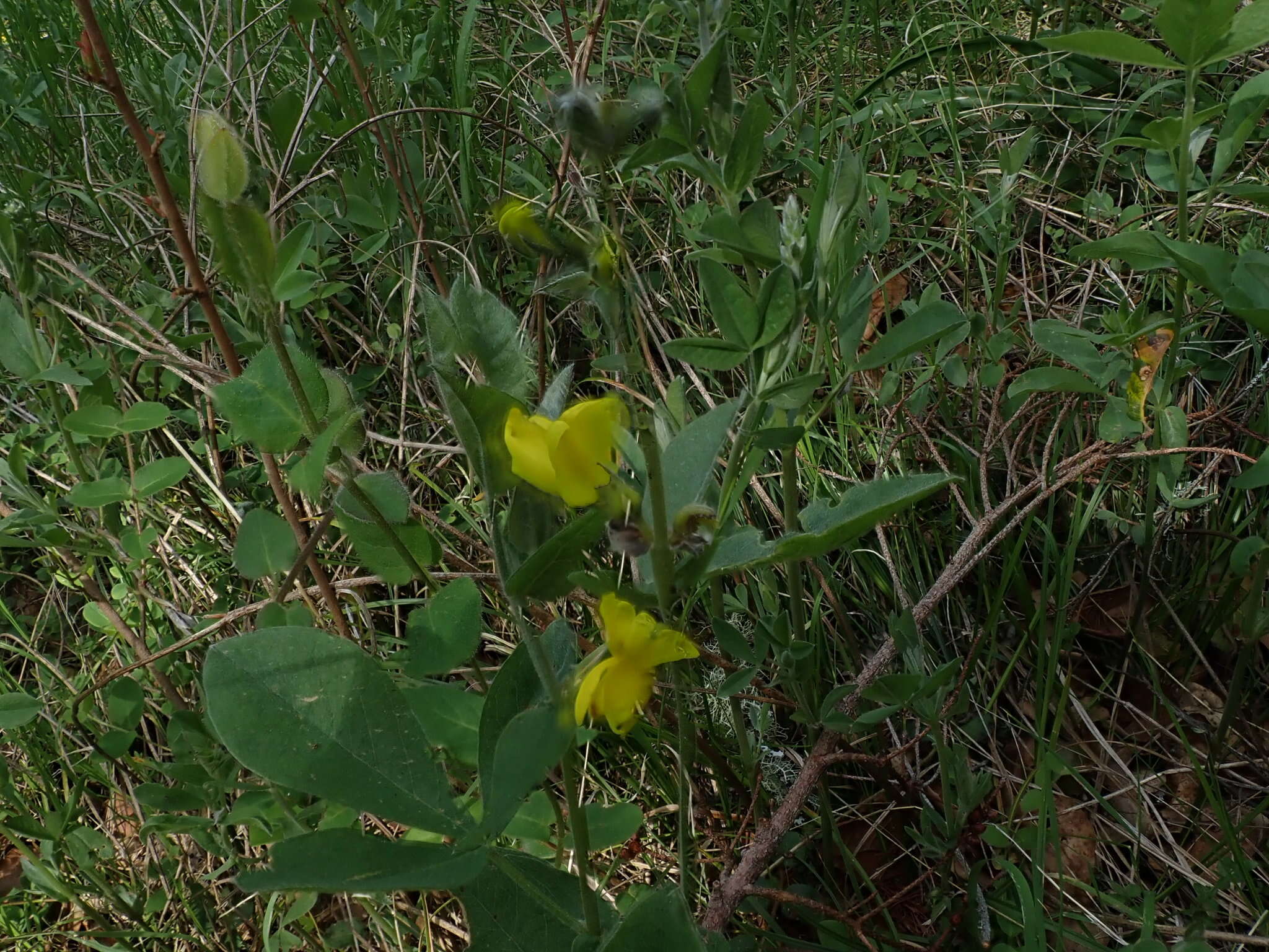 Image of California goldenbanner