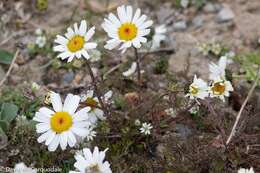 Image of false mayweed