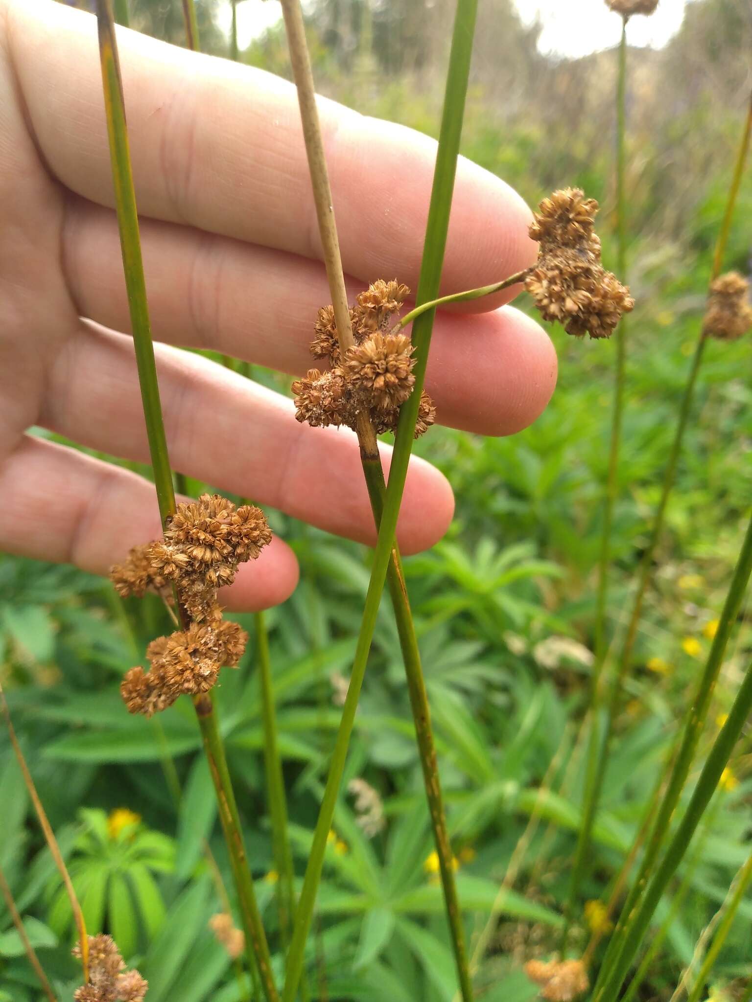 Image of Juncus australis J. D. Hook.