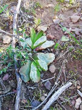 Image of Glottiphyllum depressum (Haw.) N. E. Br.