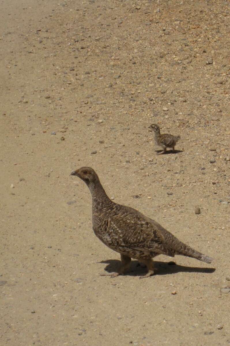 Image of Dusky Grouse