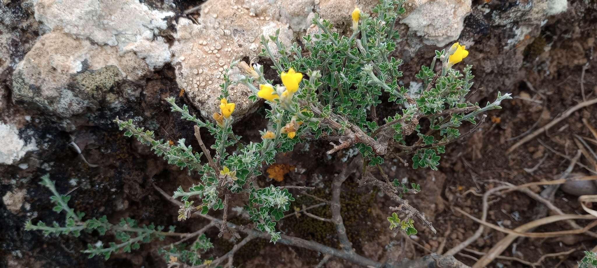 Imagem de Genista canariensis L.