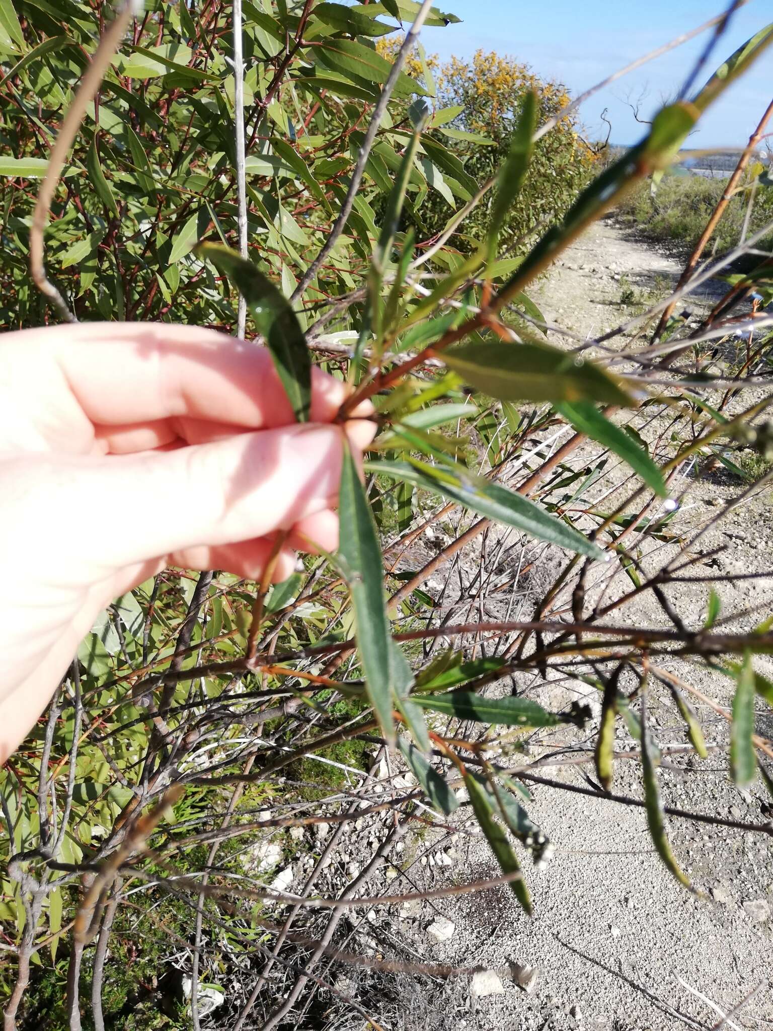 Image of Logania vaginalis (Labill.) F. Müll.