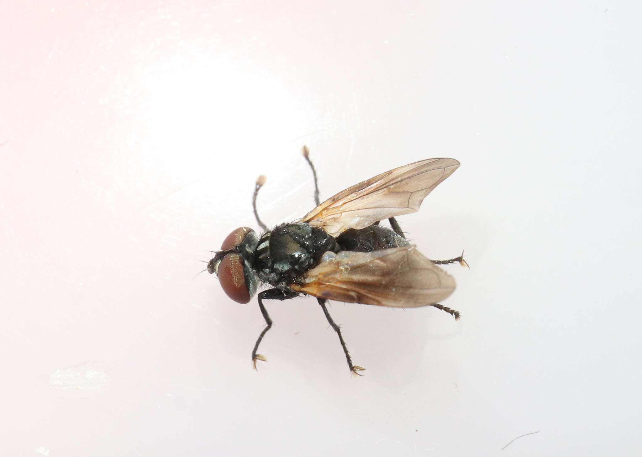 Image of Phasia obesa (Fabricius 1798)