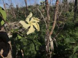 Image of devil's potato