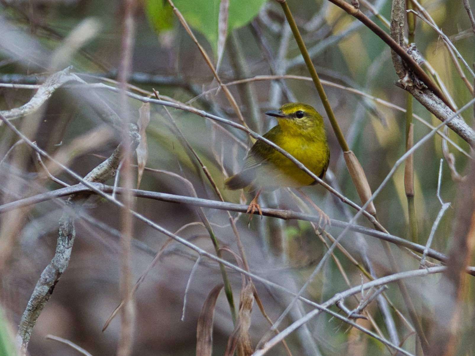 Imagem de Myiothlypis flaveola Baird & SF 1865