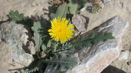 Image de Launaea capitata (Spreng.) Dandy