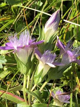 Image of Rough Gentian