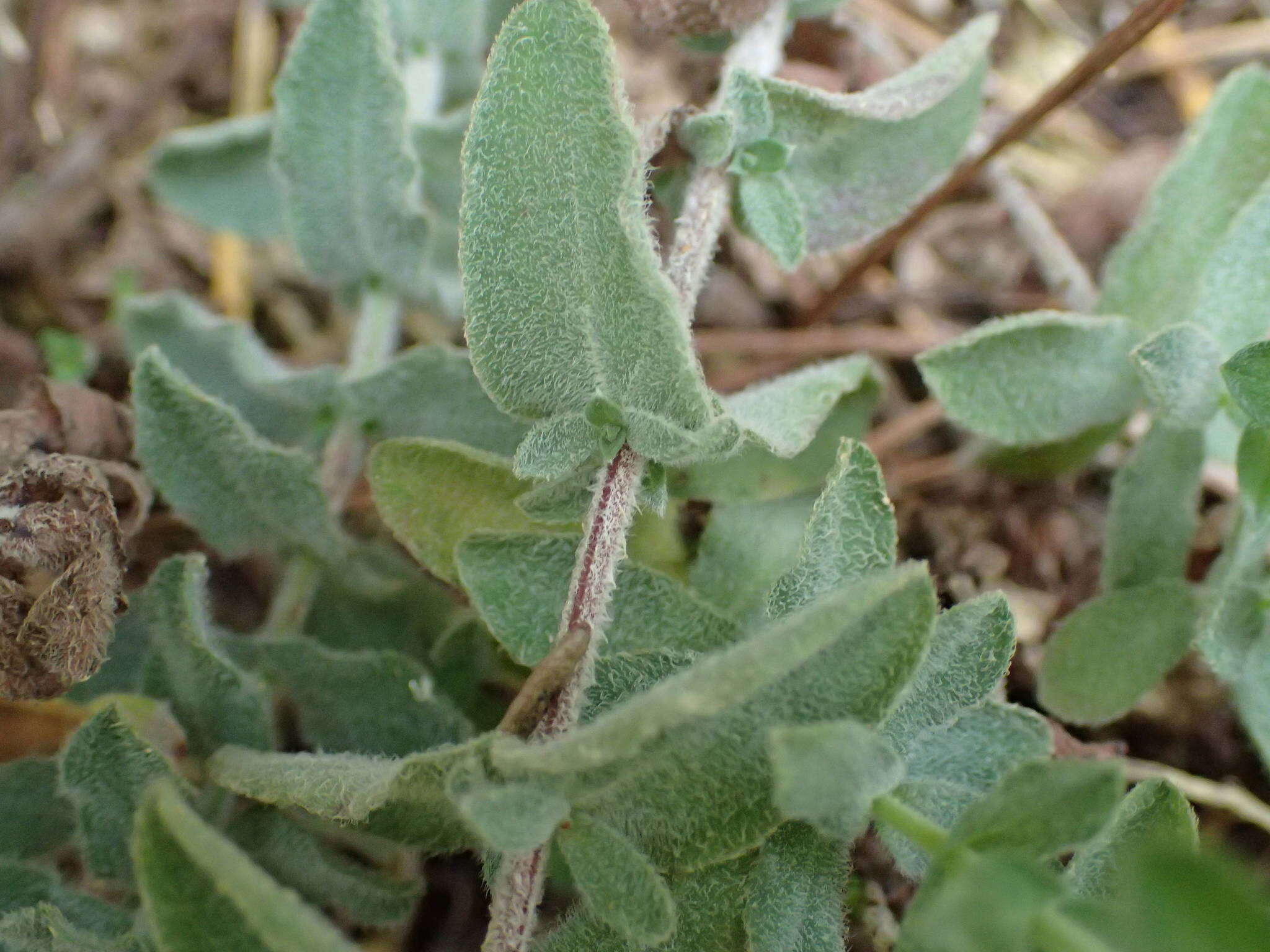 Image of Hypericum tomentosum L.