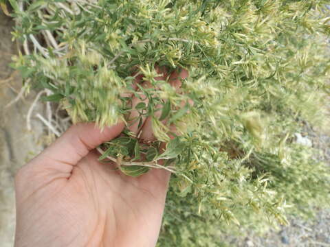 Imagem de Brickellia longifolia S. Wats.