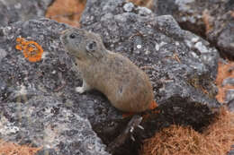 Image of Northern Pika