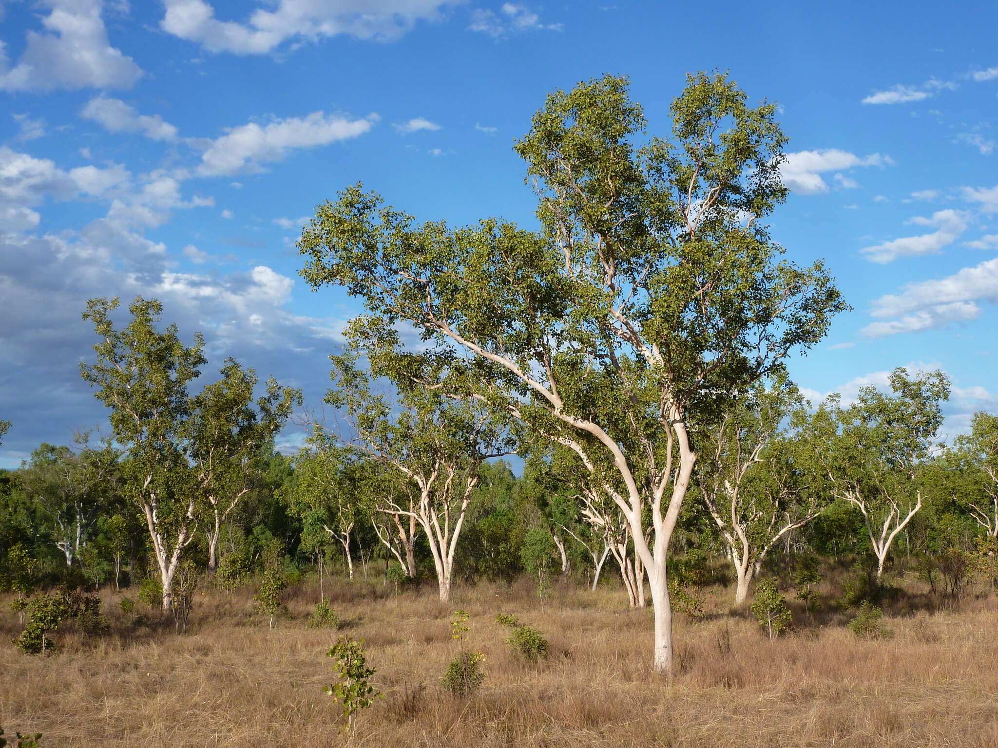 Image of Eucalyptus bigalerita F. Müll.