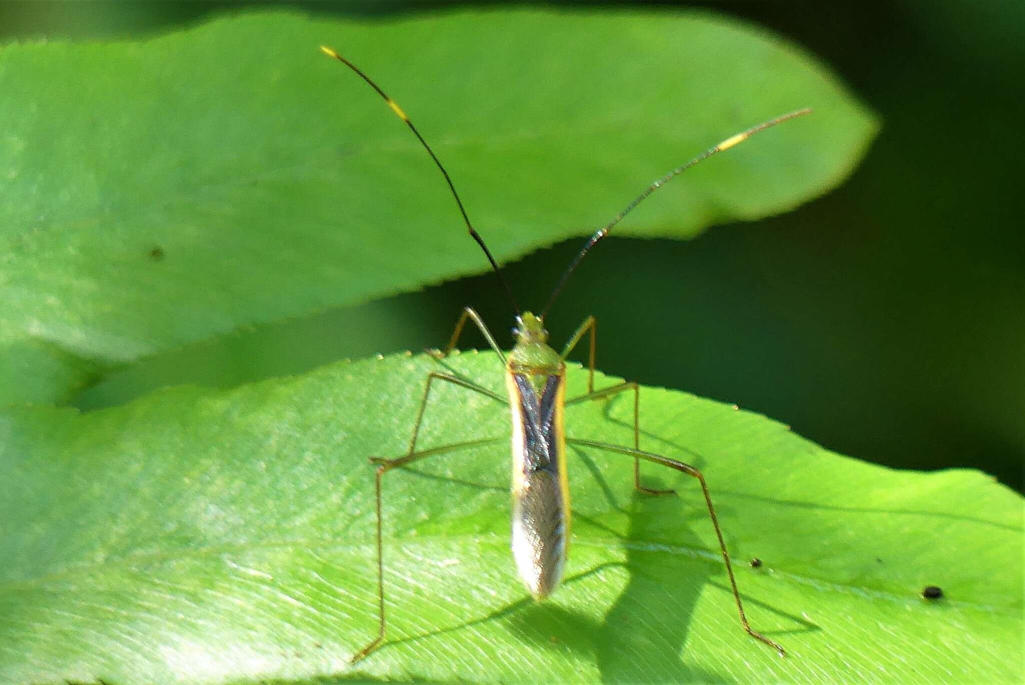 Imagem de Leptocorisa costalis Herrich-Schäffer 1846