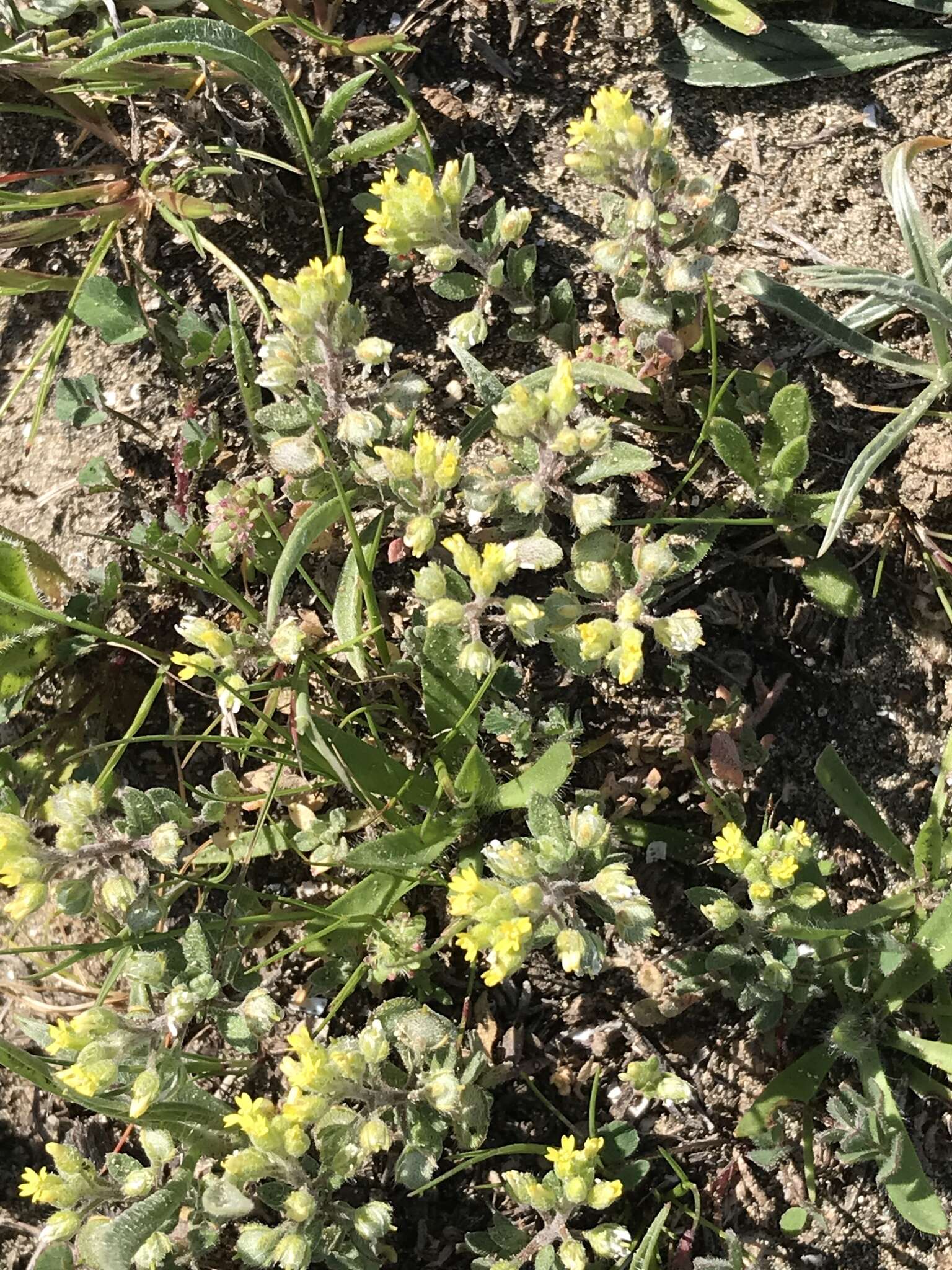 Image of alyssum