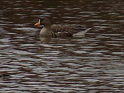 صورة Anser albifrons flavirostris Dalgety, Scott & P 1948