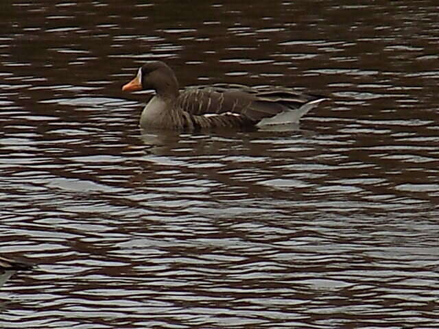 Image of Greenland White-fronted Goose