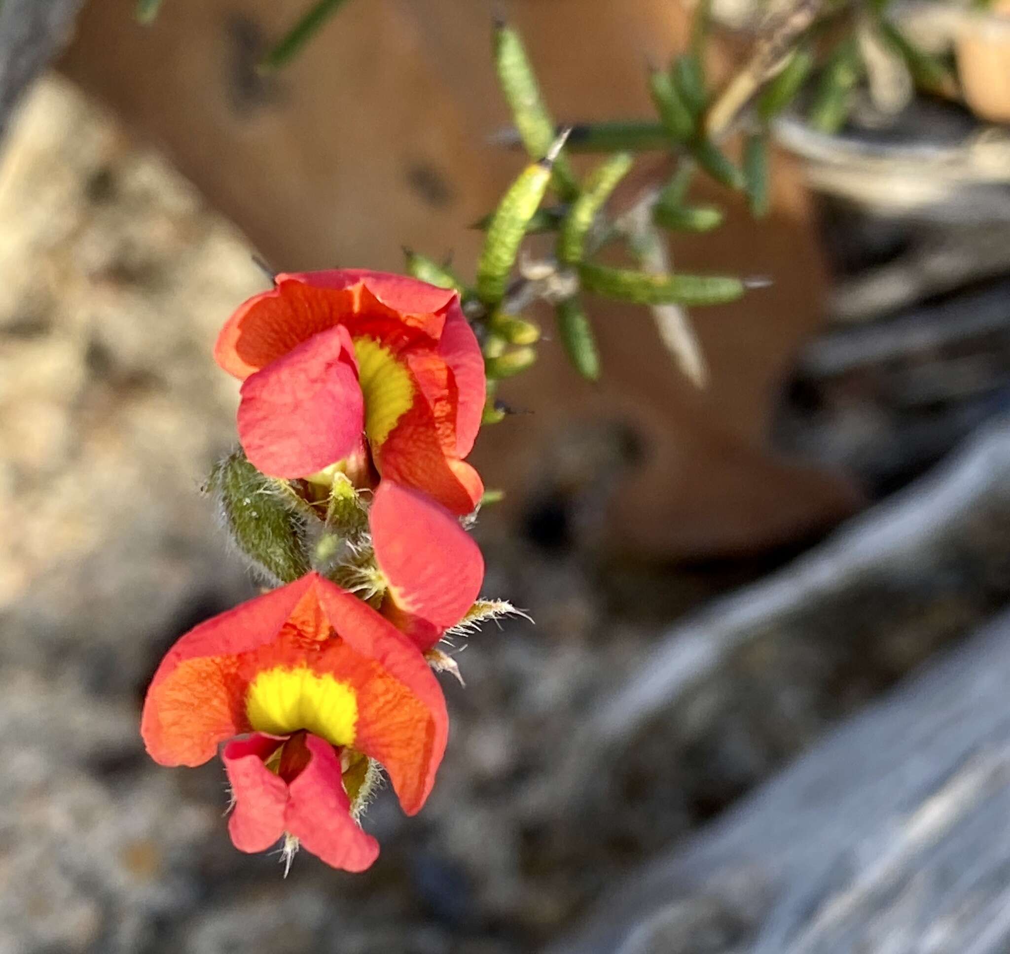 Image of Chorizema aciculare (DC.) A. W. Hill