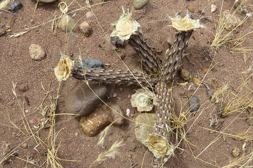 Image of Pterocactus tuberosus (Pfeiff.) Britton & Rose