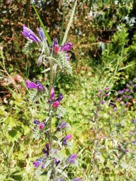 Image of Echium tuberculatum Hoffmanns. & Link