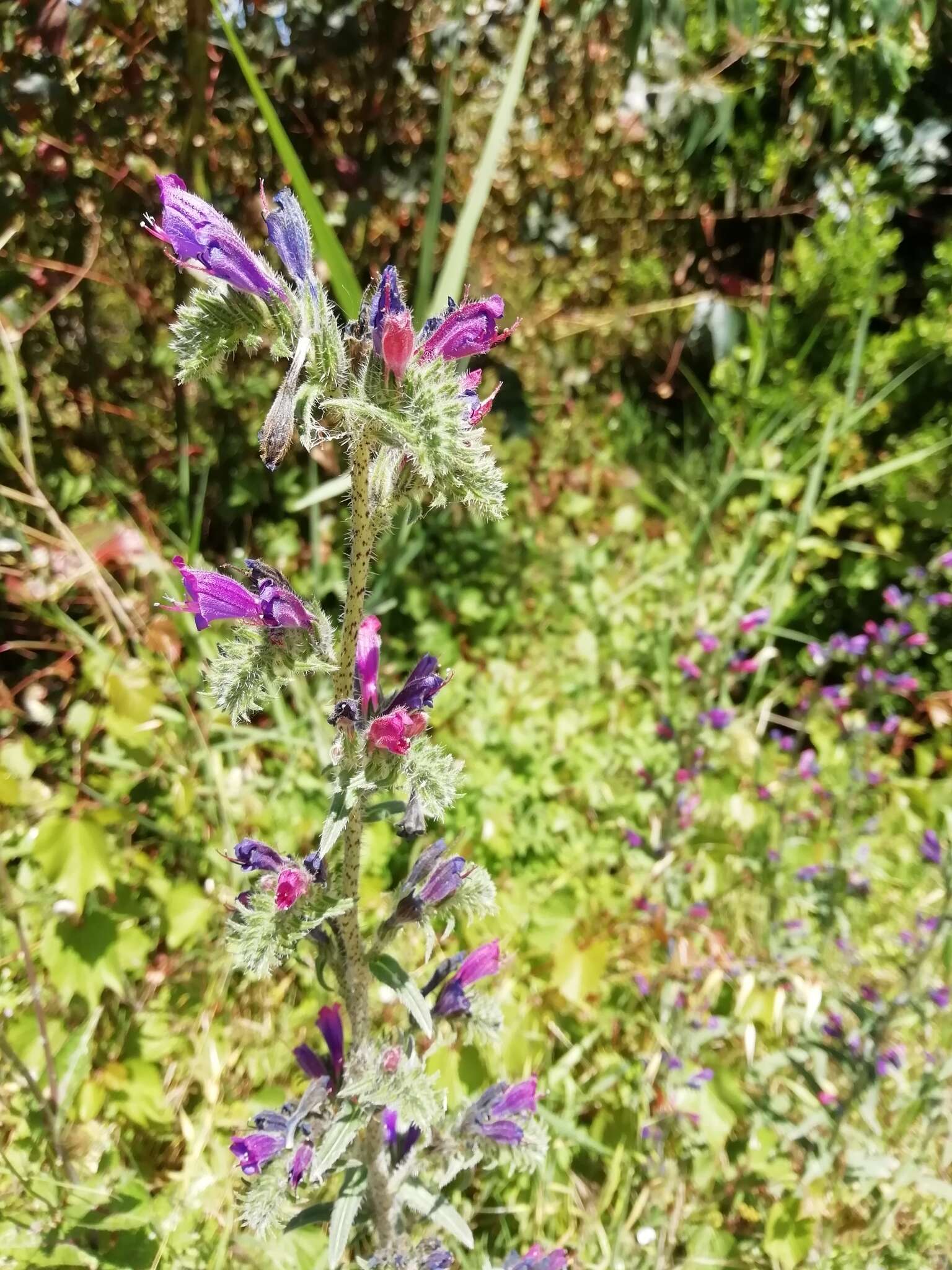 Image of Echium tuberculatum Hoffmanns. & Link