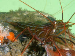 Image of red rock shrimp