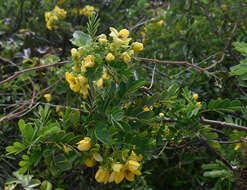 Senna gaudichaudii (Hook. & Arn.) H. S. Irwin & Barneby resmi