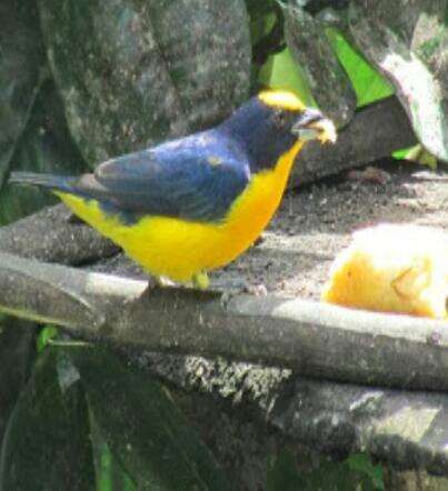 Image of Euphonia laniirostris crassirostris Sclater & PL 1857