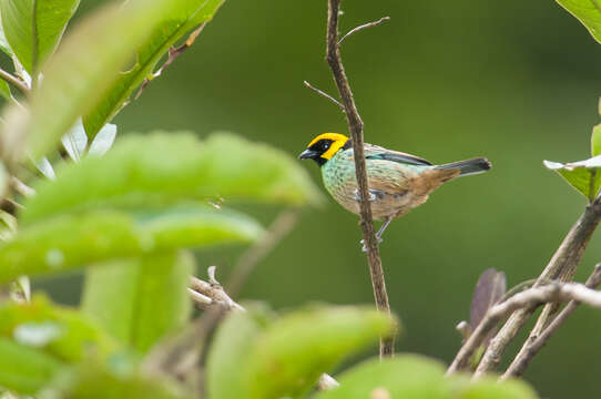 Image of Saffron-crowned Tanager