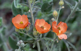 Image of juniper globemallow