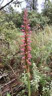 Image de Satyrium macrophyllum Lindl.