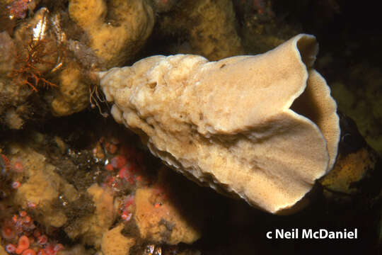 Image of lacy horny sponge