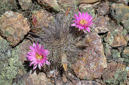 Echinocereus adustus subsp. schwarzii (A. B. Lau) N. P. Taylor的圖片