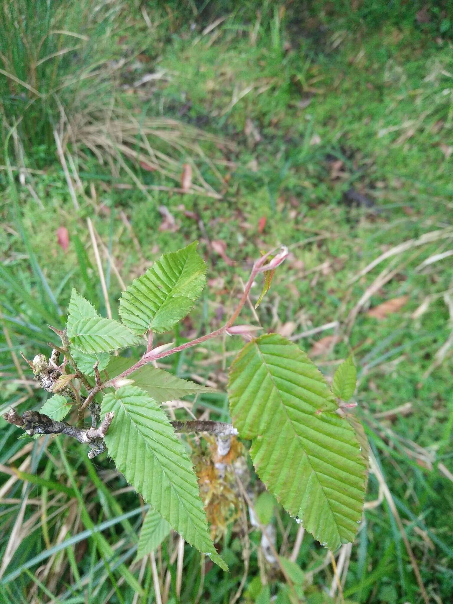 Слика од Carpinus rankanensis Hayata