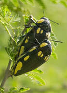 Imagem de Sternocera orissa Buquet 1837