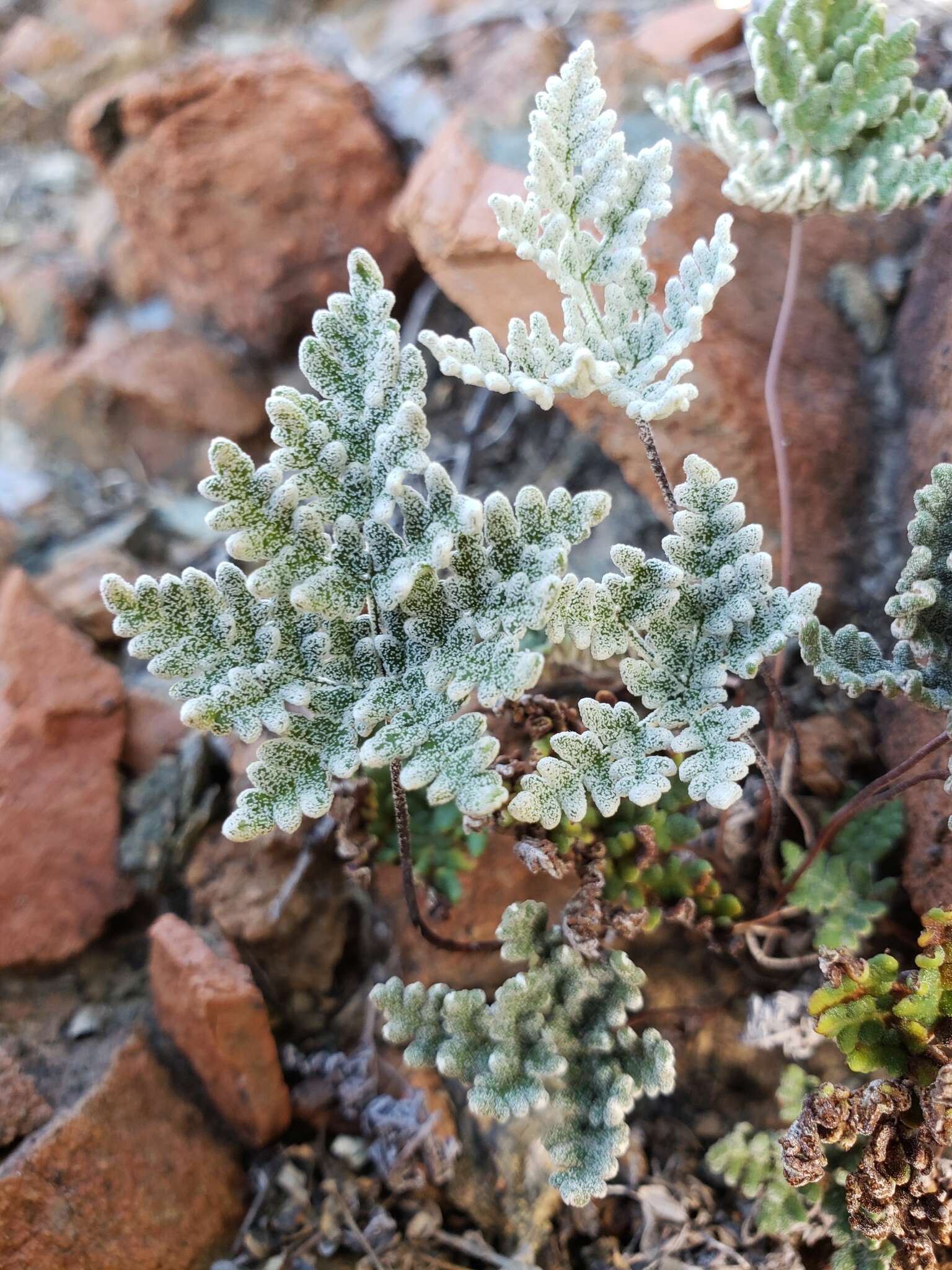 Image of California cloak fern