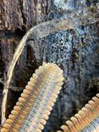 Image of Brachycybe producta Loomis 1936