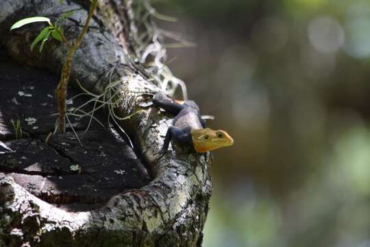 صورة Agama picticauda (Peters 1877)