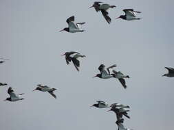 Image of Magellanic Oystercatcher