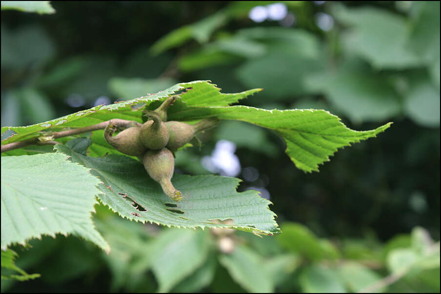 Image of Corylus sieboldiana Blume