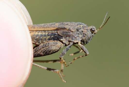 Image of Tetrix bolivari Saulcy 1901