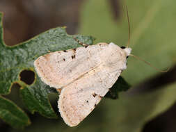 Image of Chersotis margaritacea Villers 1789