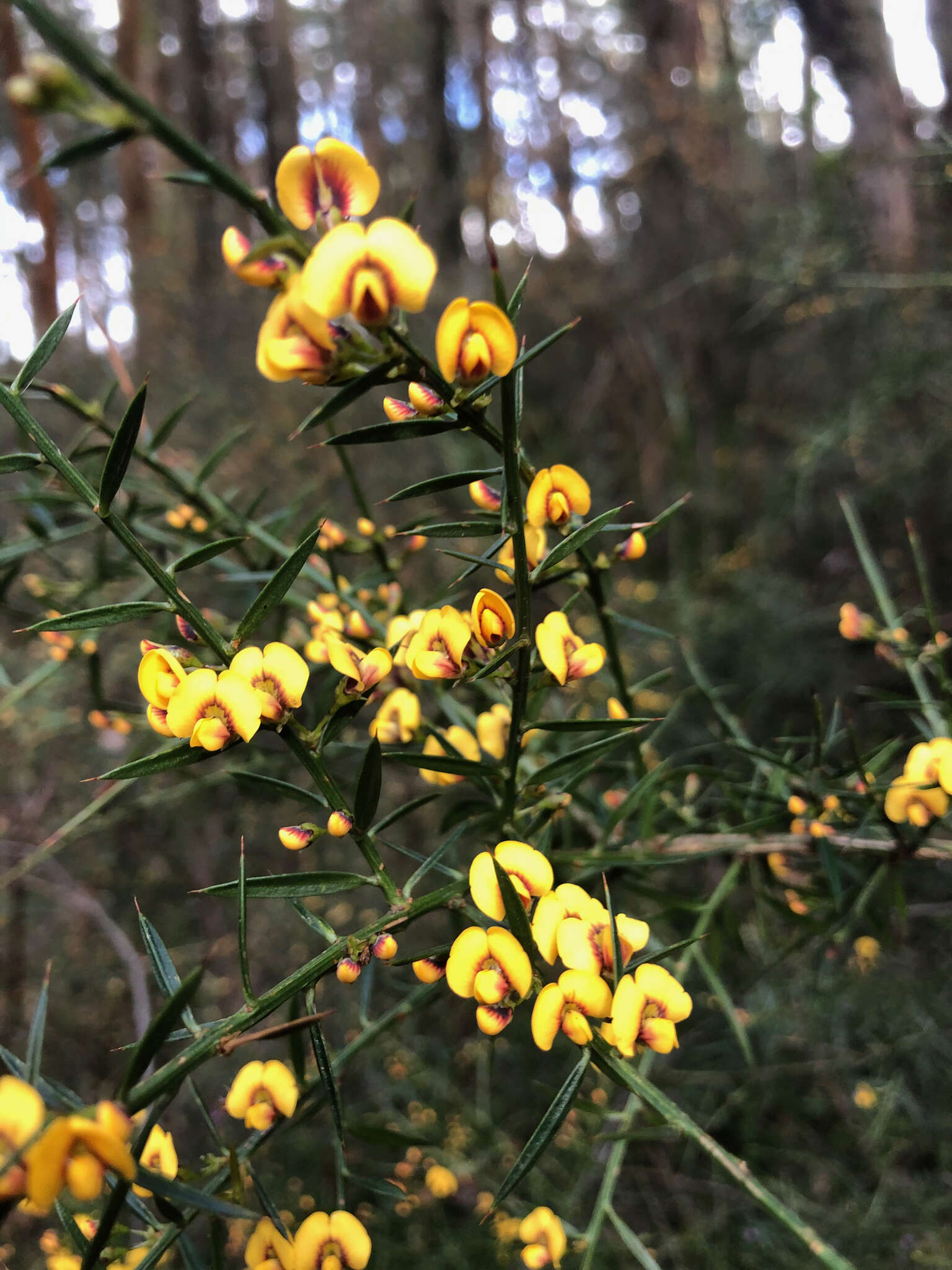 Image de <i>Daviesia <i>ulicifolia</i></i> subsp. ulicifolia