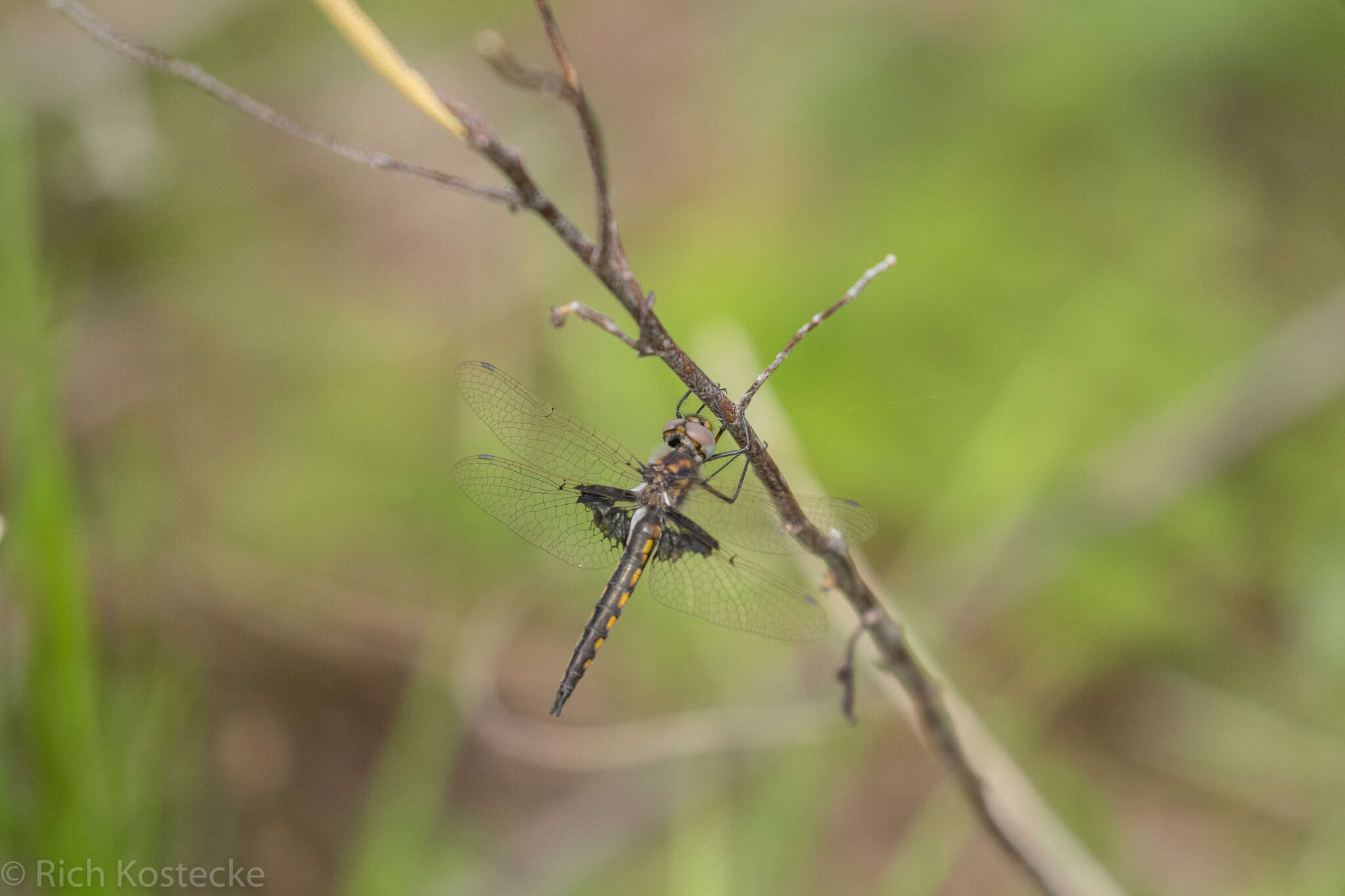 Image of Mantled Baskettail