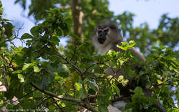 Image of Tana River Crested Mangabey